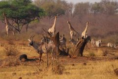 Namibia-Fotoalbum