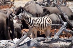 Namibia-Fotoalbum11
