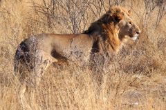 Namibia-Fotoalbum12