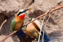 Namibia-Fotoalbum20