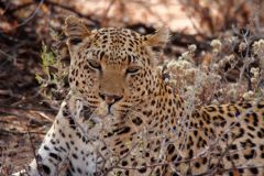 Namibia-Fotoalbum25