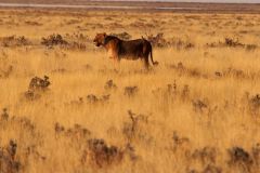 Namibia-Fotoalbum27