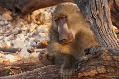 Namibia-Fotoalbum3