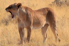 Namibia-Fotoalbum30