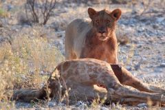 Namibia-Fotoalbum31