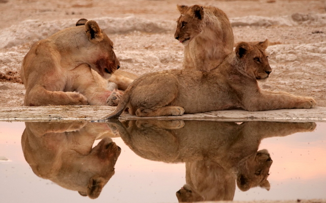 Namibia Löwe Siesta