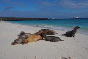 Galapagos Seelöwen 
