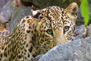 Indien-Leopard