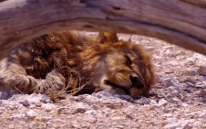 Namibia Löwe Siesta