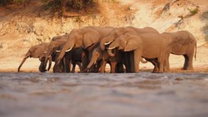 Elefantenherde Botswana