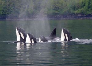Orcas Kanada